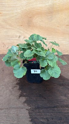 Lot 89 - Heuchera -‘Coral Forest - Scarlet’