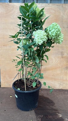 Lot 90 - Large Paniculata Hydrangea -‘Limelight’