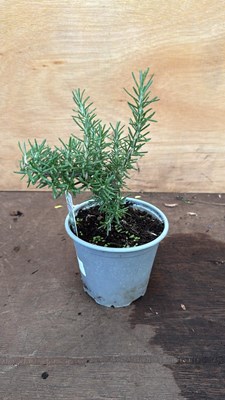 Lot 91 - Rosemary