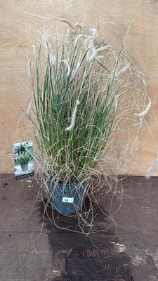 Lot 92 - Grass -‘Pennisetum Hameln’
