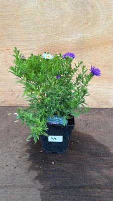 Lot 93 - Aster -‘Alpha Universe’