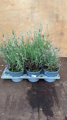 Lot 94 - Tray of 6 white Lavender