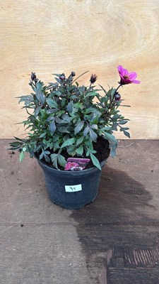 Lot 95 - Large Dahlia -‘Happy Days Purple’