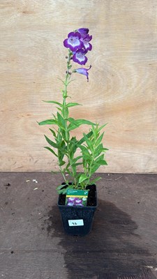 Lot 96 - Penstemon -‘Pensham Czar’