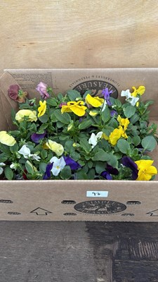 Lot 97 - Box of 4 mixed packs of Pansies - 6 in a pack
