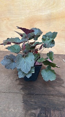 Lot 98 - Heuchera -‘Palace Purple’