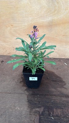 Lot 99 - Hardy Wallflower