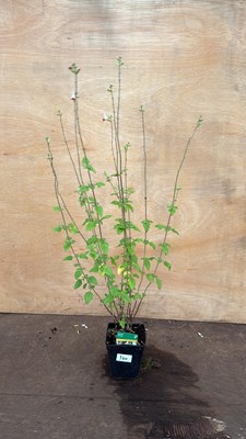 Lot 100 - Salvia -‘Hot lips’
