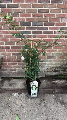 Lot 102 - High fragrant Bush Rose -‘ Perfume Dreams’
