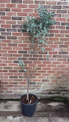 Lot 103 - Twisted Stem Eucalyptus