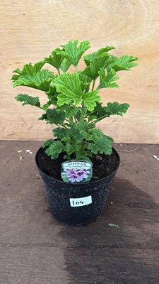 Lot 104 - Scented leafed geranium -‘Orange Fizz’