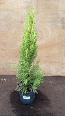 Lot 105 - Goldcrest