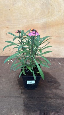 Lot 106 - Hardy Wallflower