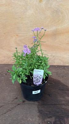 Lot 107 - Iberis -‘Mermaid Lavender’