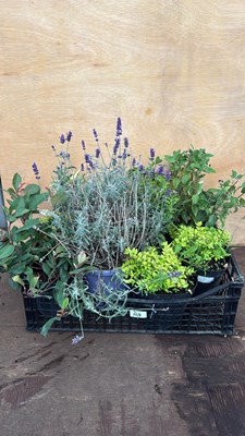 Lot 108 - Mixed crate of Shrub plants