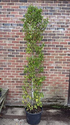 Lot 109 - Large Portuguese laurel Tree