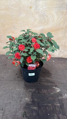 Lot 110 - Impatiens -‘Glimmer Bright Red’