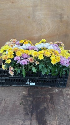 Lot 111 - Crate of 4 Chrysanthemums bowls