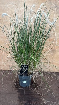 Lot 112 - Grass -‘Pennisetum Hameln’
