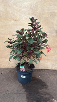 Lot 113 - Large Fuchsia -‘Koralle’