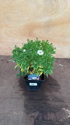 Lot 114 - Aster -‘Alpha Universe’
