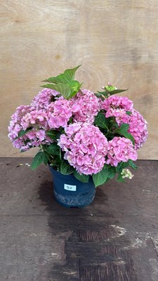 Lot 115 - Pink Hydrangea