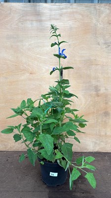 Lot 116 - Large Hardy Salvia -‘Patio Dark Blue’