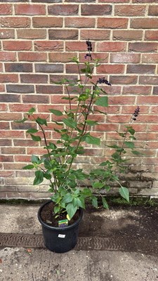Lot 117 - Large hardy Salvia -‘Amistad’