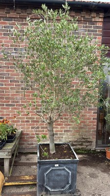 Lot 118 - Very Large well established Hardy Olive tree...