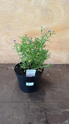 Lot 1001 - Iberis -‘Mermaid Lavender’