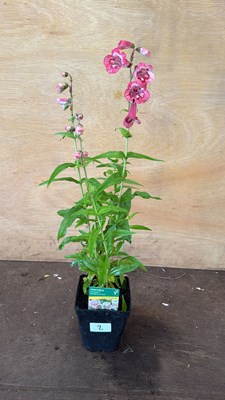 Lot 1002 - Penstemon -‘Ice Cream - Strawberries and Cream’