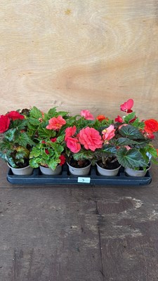 Lot 1003 - Tray of 10 mixed Begonias