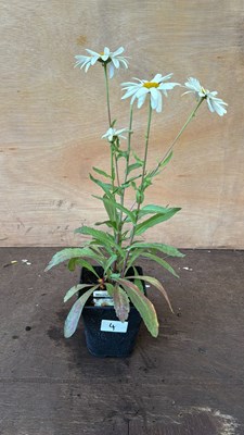 Lot 1004 - Leucanthemum -‘Western Star Gemini’