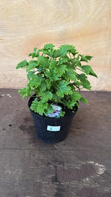 Lot 1005 - Scented leaf Geranium -‘Orange Fizz’