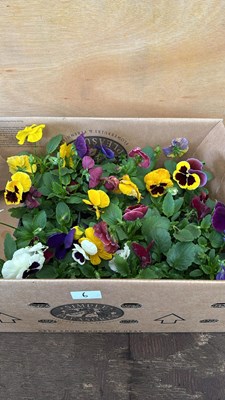 Lot 1006 - Box of 4 packs of Pansies - 6 in a pack