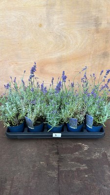 Lot 1007 - Tray of 10 Old English Lavender