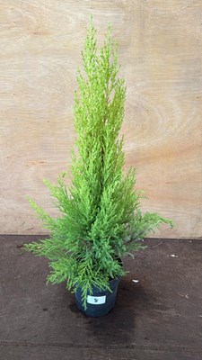 Lot 1008 - Goldcrest