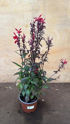 Lot 1009 - Hardy Red Lobelia