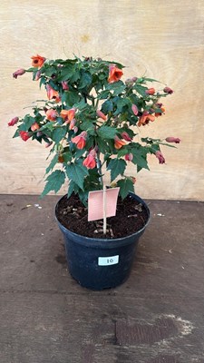 Lot 1010 - Patio Abutilon