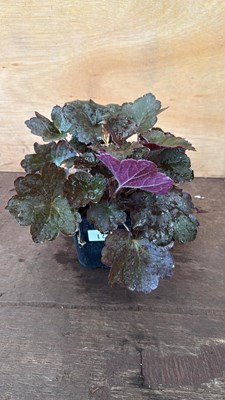 Lot 1012 - Low growing Heuchera -‘Palace Purple’