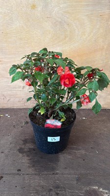 Lot 1013 - Impatiens -‘Glimmer Bright Red’