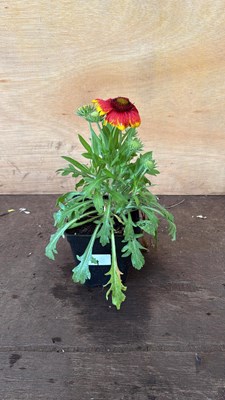 Lot 1014 - Arizona Sun