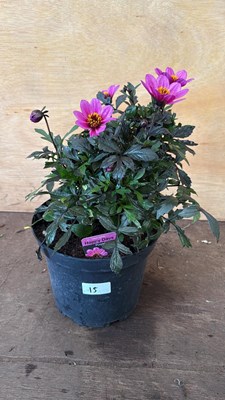 Lot 1015 - Large Dahlia -‘Happy Days Purple’