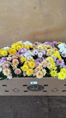 Lot 1016 - Box of 4 Chrysanthemums Bowls