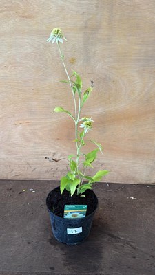 Lot 1017 - Echinacea -‘Semi Double White’