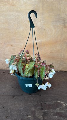 Lot 1018 - White Begonia hanging pot