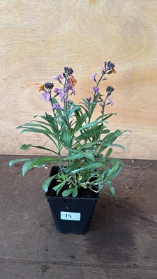Lot 1019 - Hardy Wallflower