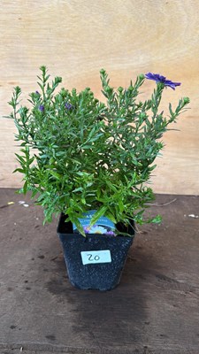 Lot 1020 - Aster -‘Alpha Universe’