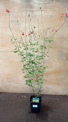 Lot 1021 - Hardy Salvia -‘Hot Lips’