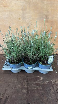 Lot 1022 - Tray of 6 White Lavender